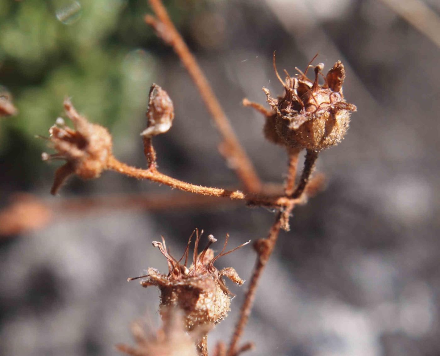 Saxifrage of the Cvennes fruit